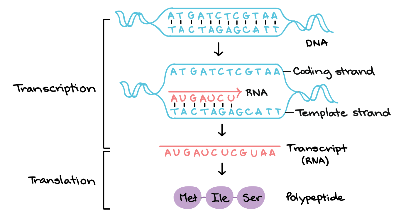 Briefly Describe The Following:(a) Transcription(b) Polymorphism(c ...