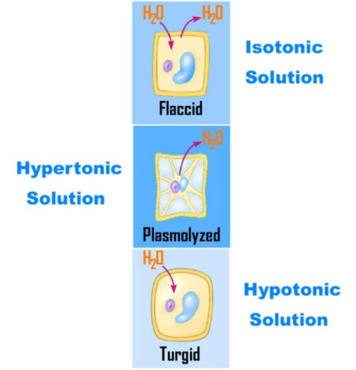 What is osmosis? How does it help in our daily life?