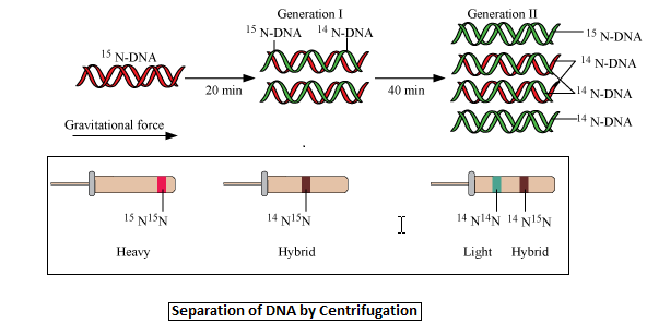 The Experimental Proof For Semiconservative Replication Of DNA Was 