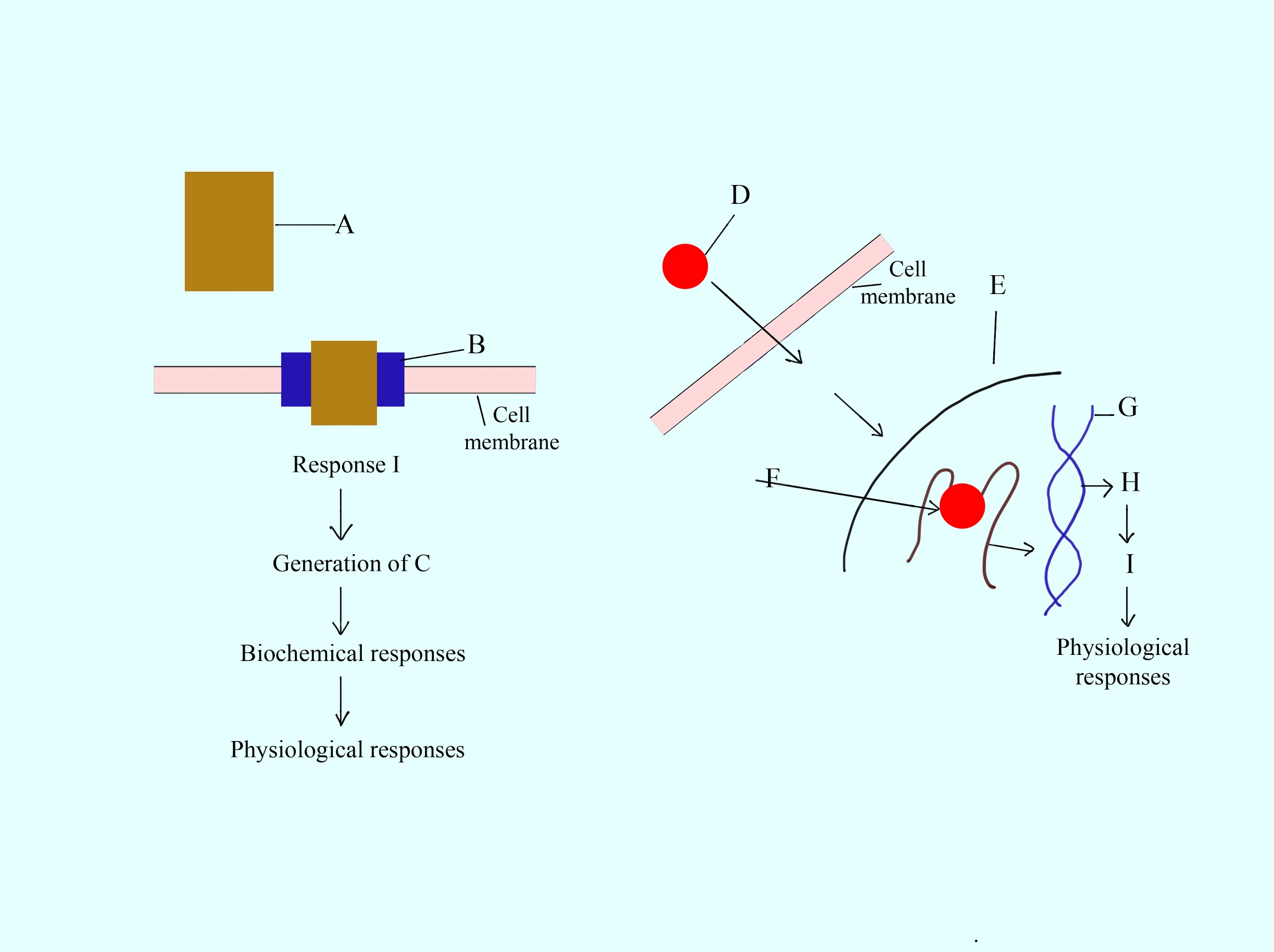 The Given Diagram Represents The Mechanism Of Action For Two Categories ...