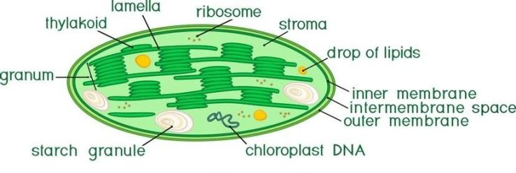 Functional unit of chloroplast is?