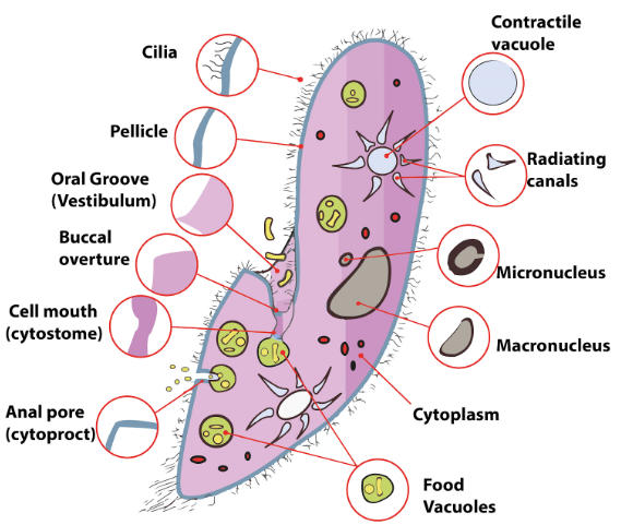 How Do Paramecium Satisfy The Characteristics Of Living Things?