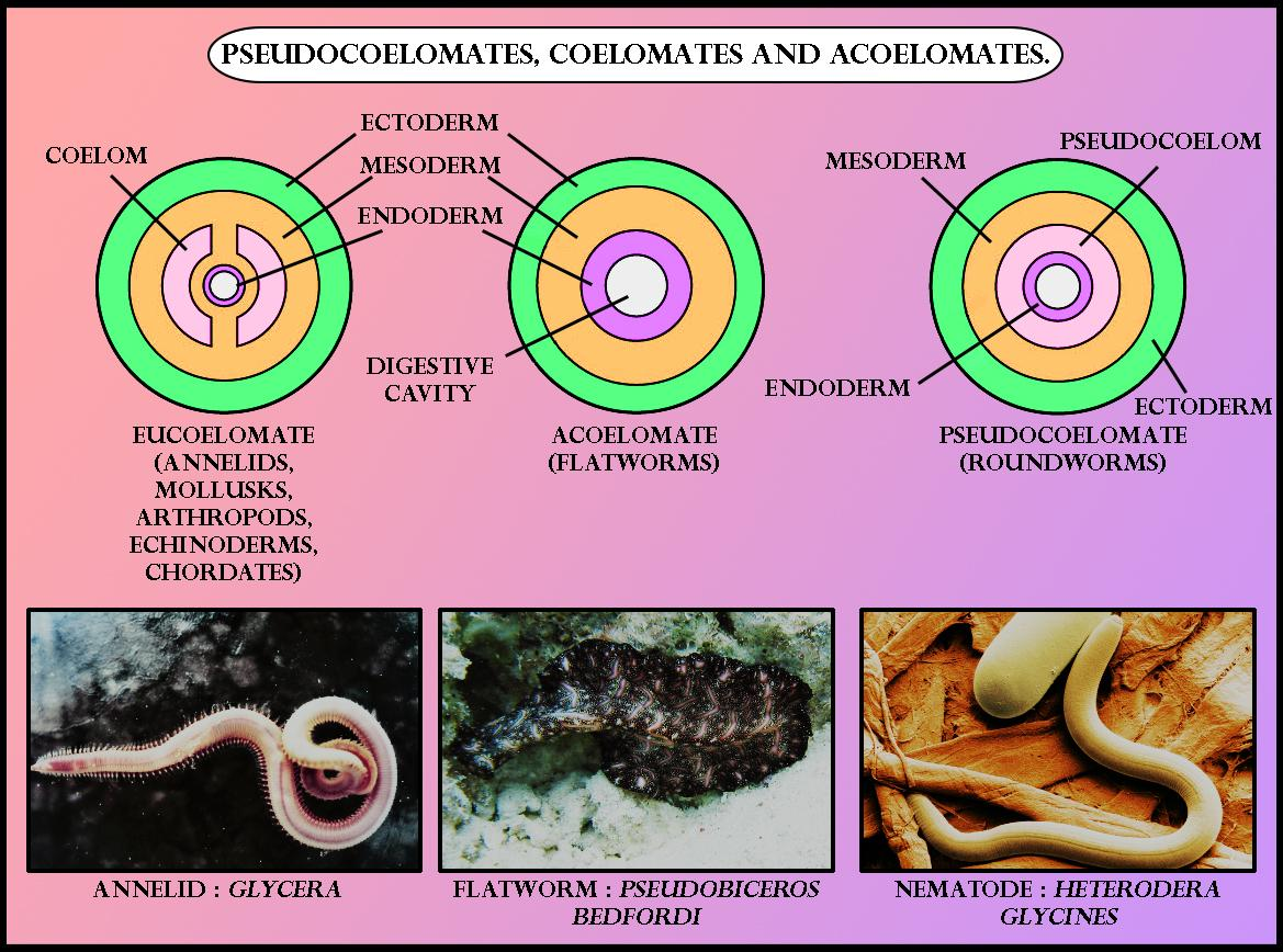 Differentiate between pseudo coelom and true coelom.