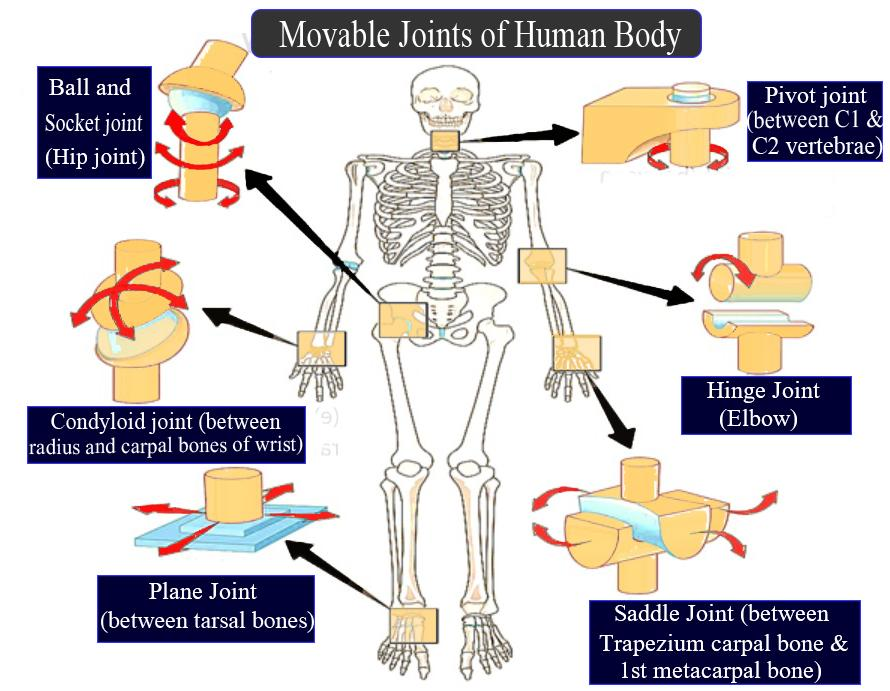 Skeletal System Movable Joints