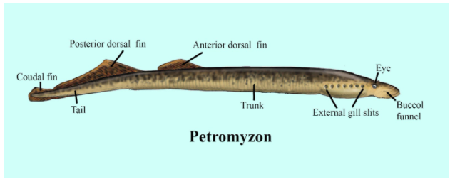 lamprey external anatomy