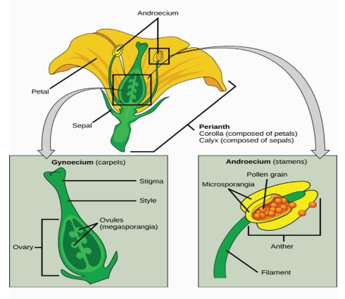 Non-functional stamens are called _______________ A) Accessory stamens ...