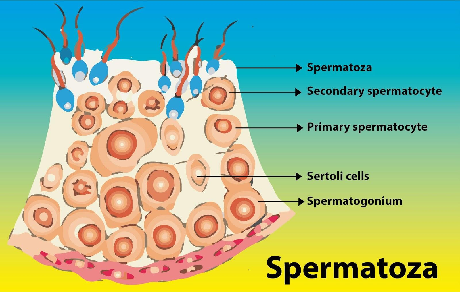 spermatogenesis hormones