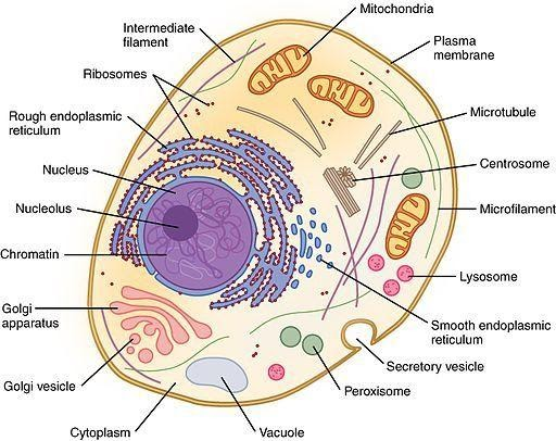 Prokaryotic cells do not possess:A. ChromosomeB. MitochondrionC ...