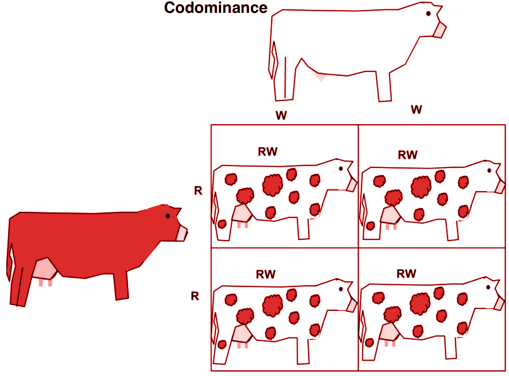 Define The Term Codominance 