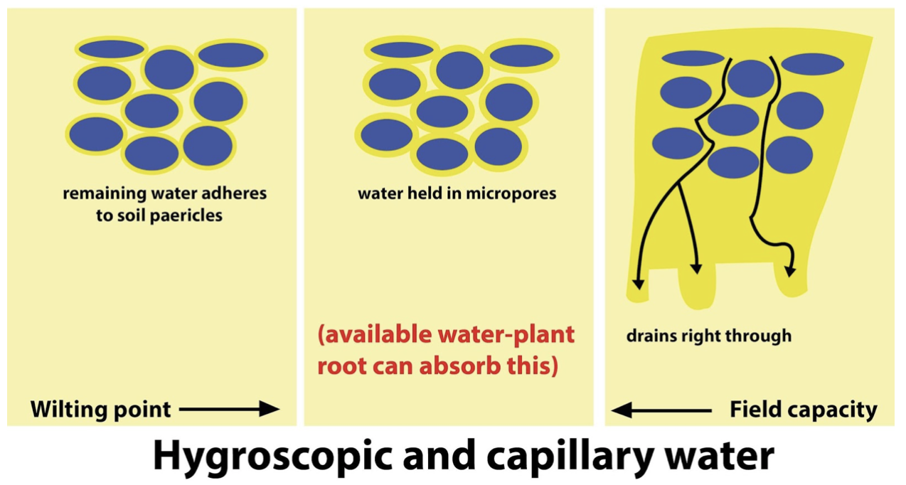 In A Field Capacity The Soil Contains a Capillary And Gravitational 