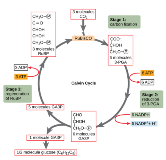 Can ribulose bisphosphate (RuBP) combine with both carbon dioxide and ...