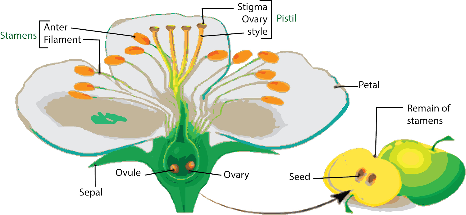 what-are-the-changes-seen-in-the-ovule-and-ovary-after-fertilization