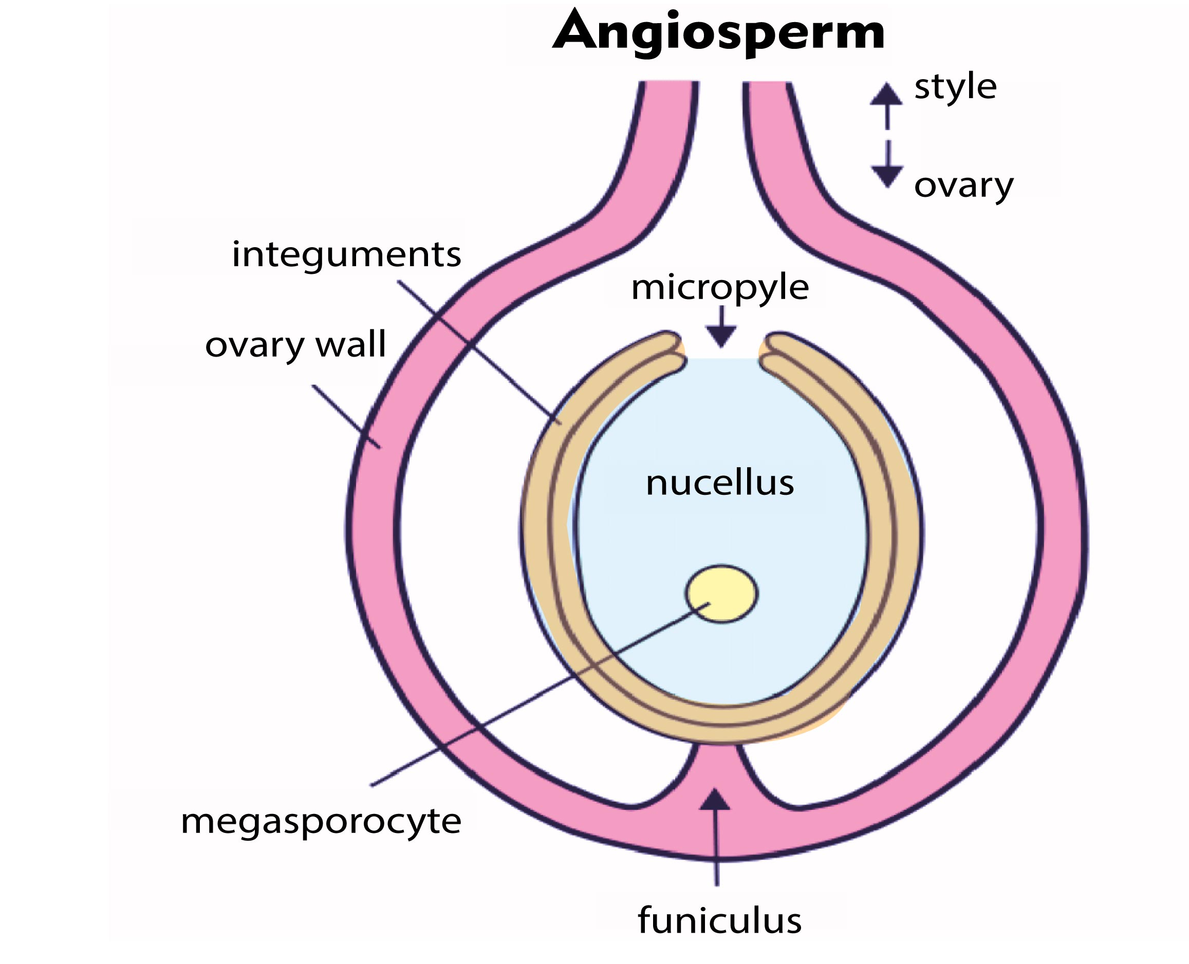 In Ovule The Endothelium Is a Nucellus b Nucellus Surrounding The 