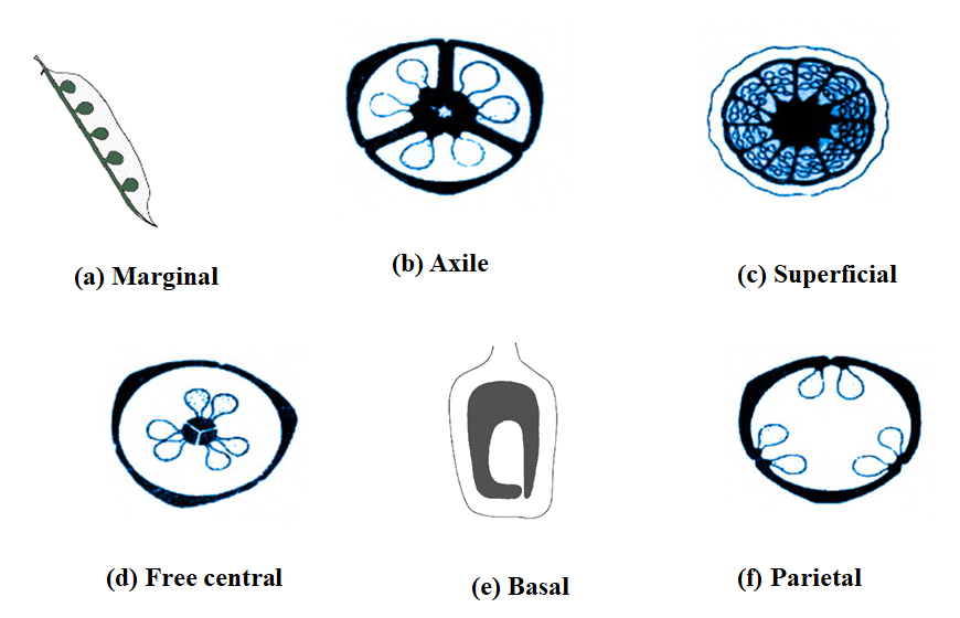 axile-placentation-is-found-in-a-cassia-fistula-b-hibiscus-rosa