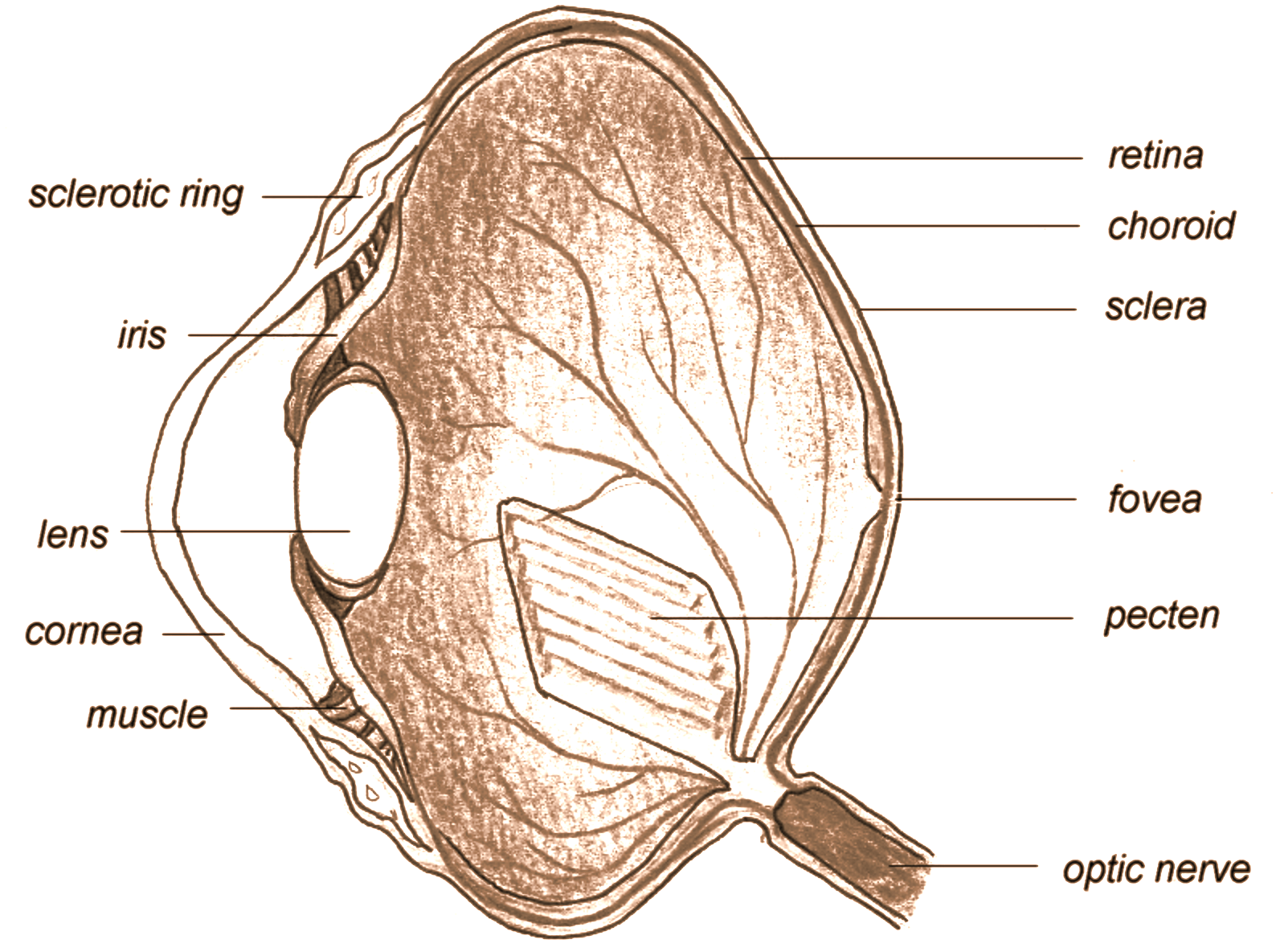 sclerotic-is-the-outermost-layer-of-a-nose-b-ear-c-heart-d-eye