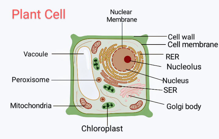 Draw a diagram of a plant cell and label at least eight ...