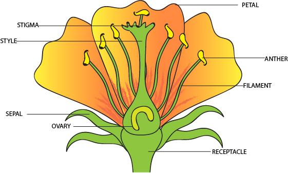 Labeled Flower Model Sketch | Best Flower Site