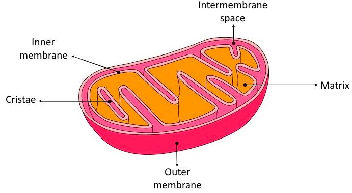 Can you name the two organelles we have studied that class 11 biology CBSE