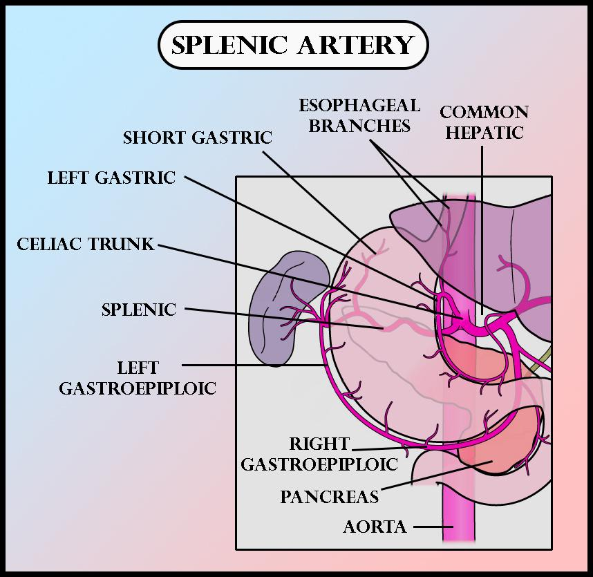 splenic artery branches