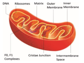 Sketch and label the organelle known as a powerhouse of cells.