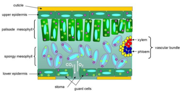 describe-the-internal-structure-of-a-dorsiventral-leaf-with-the-help-of