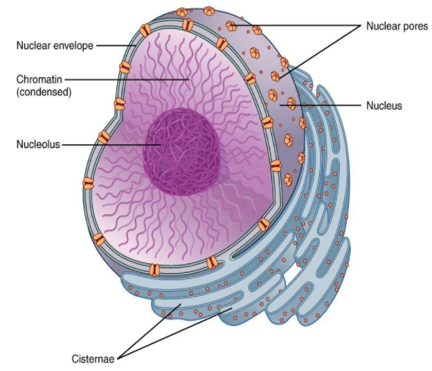 Which cell organelle is the key to the life of a cell?