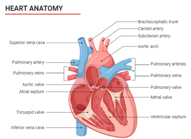 Draw the well labelled diagram of internal structure of Human Heart   India Site