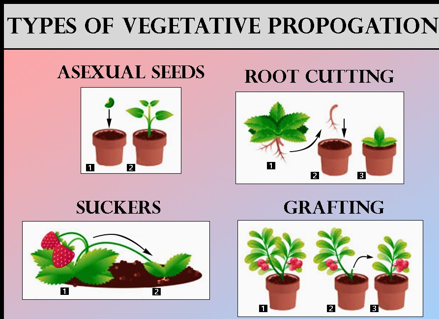 Asexual Reproduction Takes Place By Means Of A Roots B Stemsc 