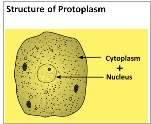 The living matter of an organism is a Nucleus b Protoplasm class 11