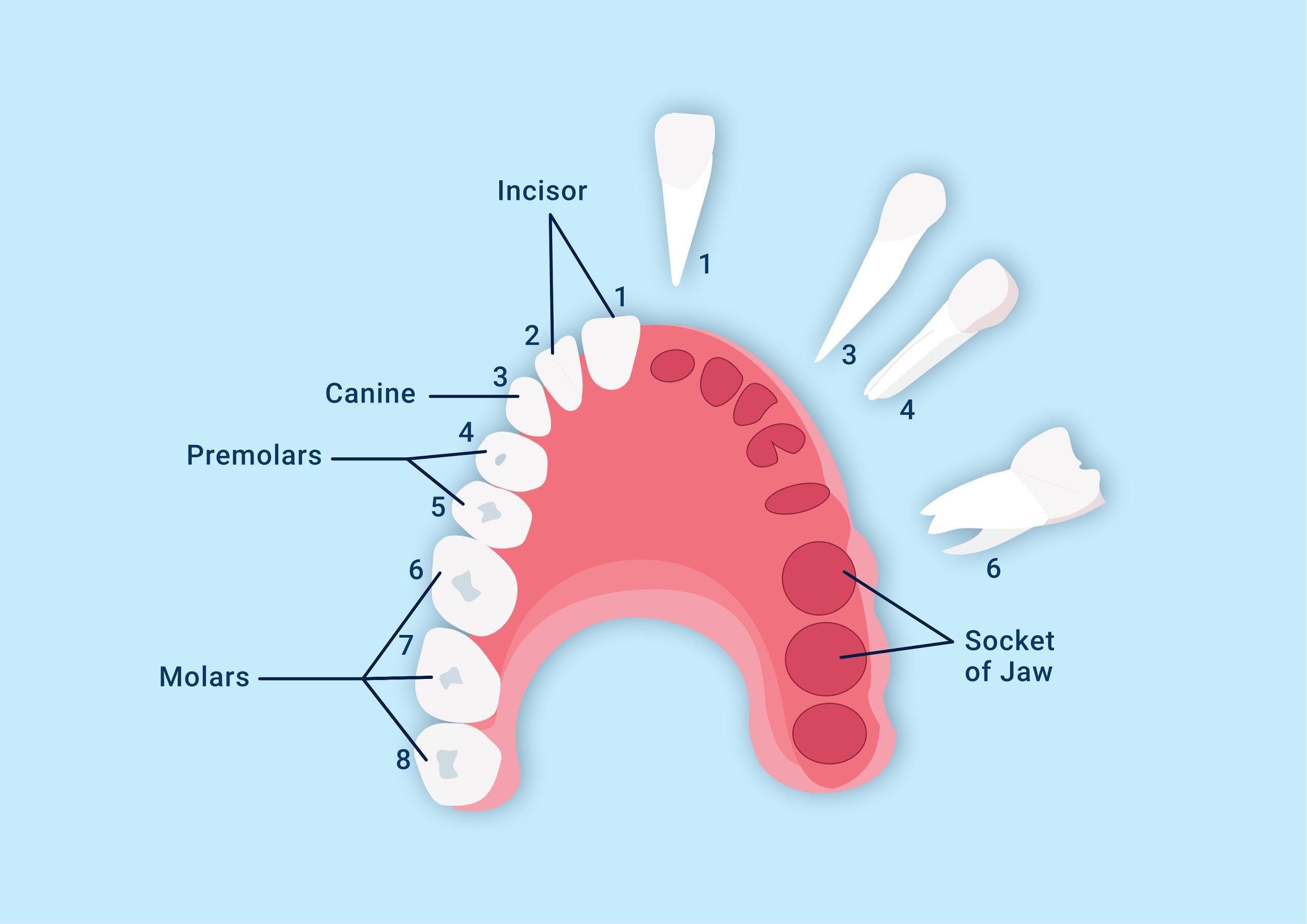 What Is Meant By Dentition 