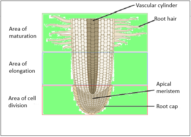 The Function Of The Root Cap Is a Protection Of Root Tip And Control 