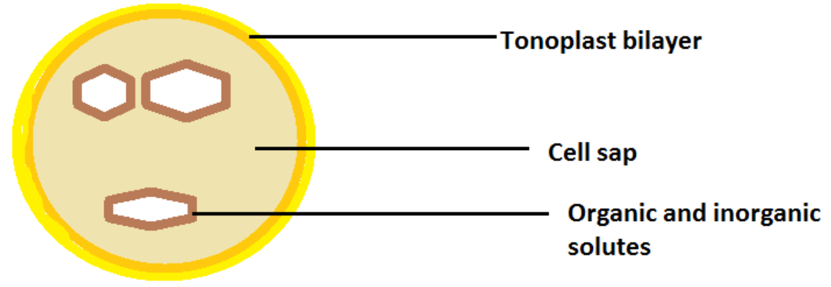 The one located inside a vacuole is A Tonoplast B Matrix class 9