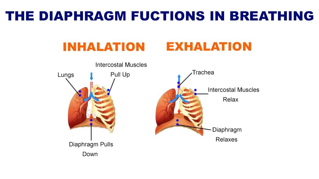 Which of the following is not true about expiration?a) Diaphragm ...