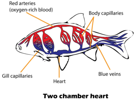 The number of chambers in the heart of fish is(a)One(b)Two(c)Three(d)Four