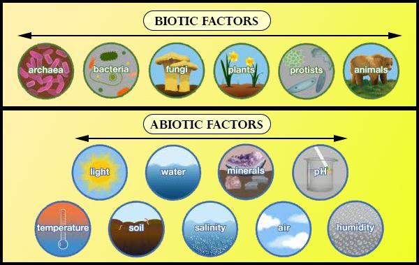 Which are two major components of the biotic environment class 10