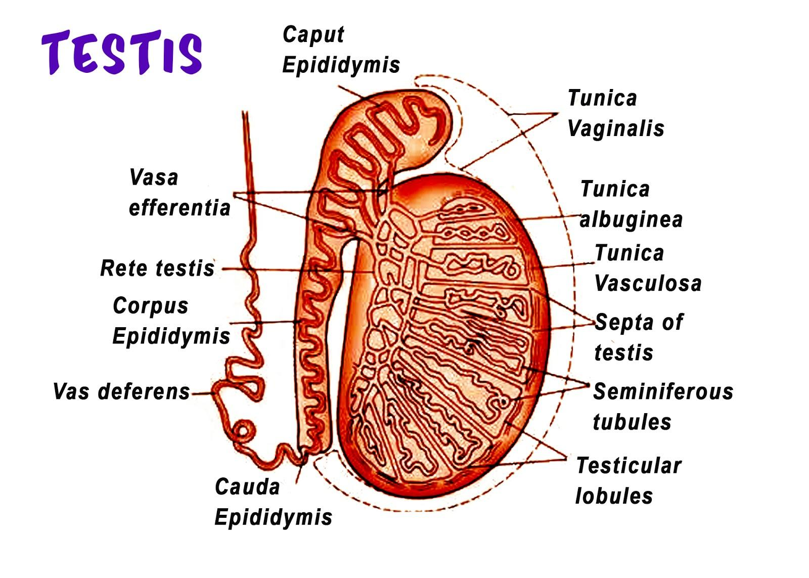 The Part Of The Male Reproductive System Which Connects Testis With 