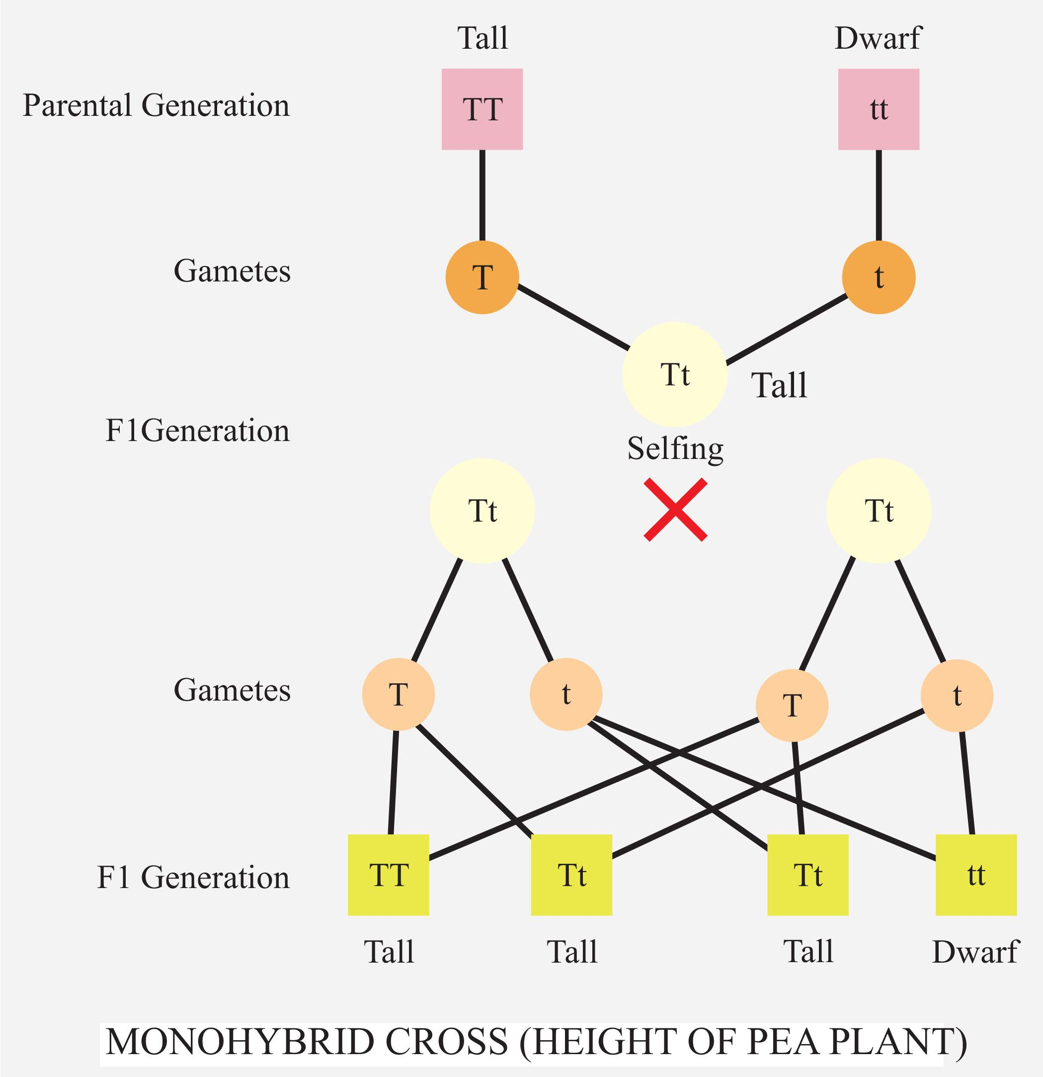 pure-tall-plant-is-crossed-to-the-dwarf-plant-f-1-generation-has