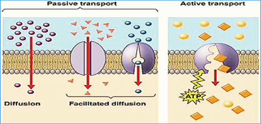 forms-of-active-transport-transport-informations-lane