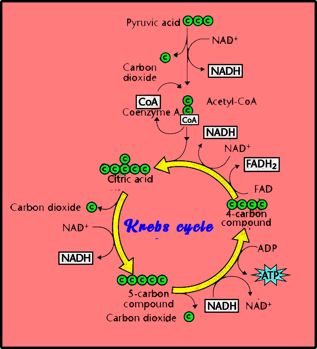 The Kreb Cycle Explained