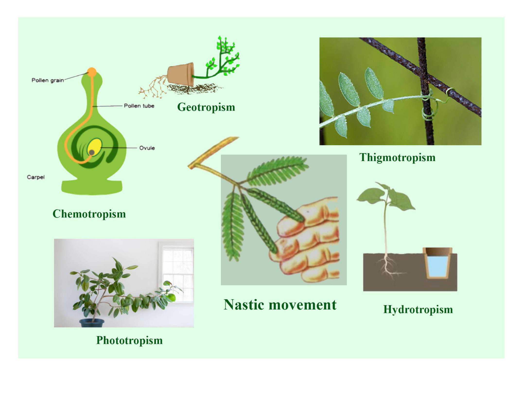 chemotropism in plants