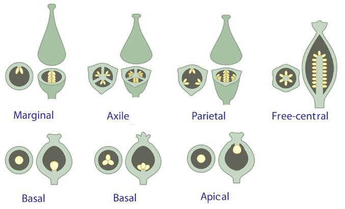 free-central-placentation-is-present-in-a-dianthus-b-argemone-c