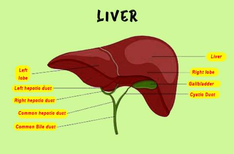 Liver is bilobed in(a)Chondrichthyes(b)Osteichthyes(c)Both A and B(d)Dipnoi