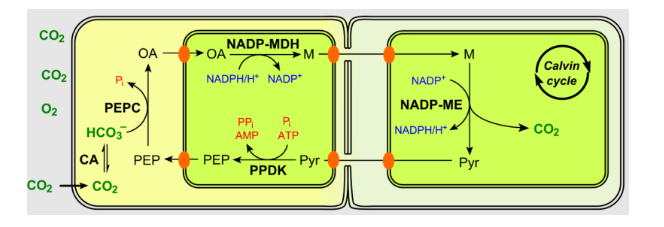 Describe The Mechanism Of Hatch And Slack Pathway In C 4 Plants 