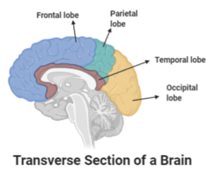 sensation in the brain