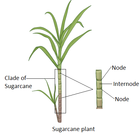 Plants with joined stem and hollow internodes are known as A. CulmsB