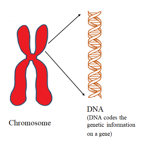 Where are genes located?(a) Cell membrane(b) Golgi apparatus(c) Plastid ...