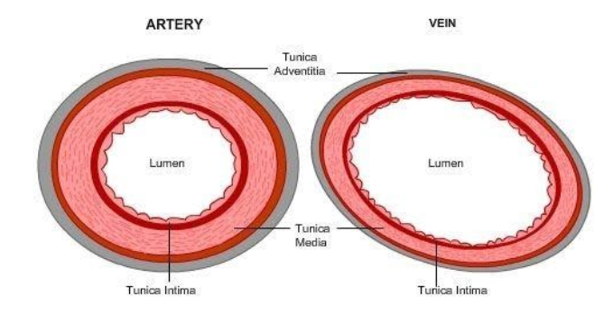 Draw A Well Labelled Diagram Of Ts Of Artery And Ts Class 11 Biology Cbse