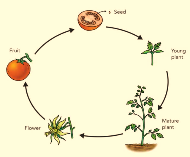 A plant's life cycle is A. Time and condition needed to take a plant