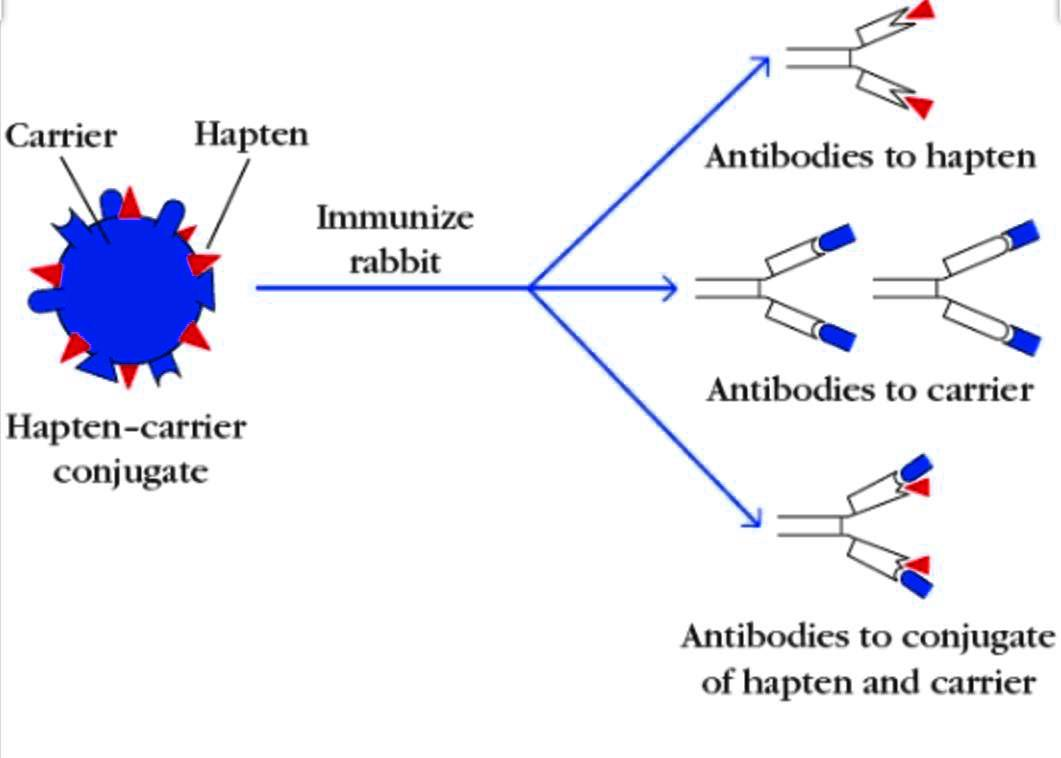 The Chemical Released By B Cells After Recognition Of Hapten-carrier ...