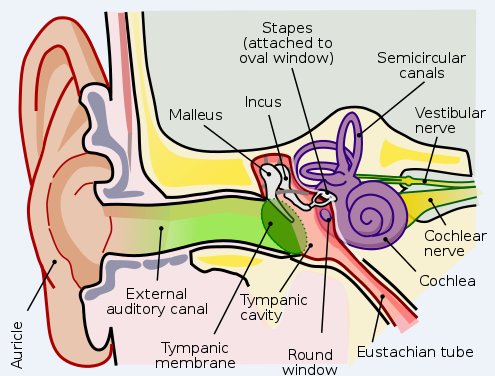 Define ear and give its basic function.